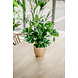 Greenmoods Kunstplant Baby Schefflera 45 cm Greenmoods Kunstplant Baby Schefflera 45 cm