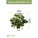 Greenmoods Kunstplant Baby Schefflera 45 cm Greenmoods Kunstplant Baby Schefflera 45 cm