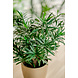 Greenmoods Kunstplant Podocarpus 47 cm Greenmoods Kunstplant Podocarpus 47 cm