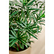 Greenmoods Kunstplant Podocarpus 47 cm Greenmoods Kunstplant Podocarpus 47 cm