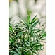 Greenmoods Kunstplant Podocarpus 47 cm Greenmoods Kunstplant Podocarpus 47 cm