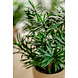 Greenmoods Kunstplant Podocarpus 47 cm Greenmoods Kunstplant Podocarpus 47 cm