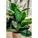 Greenmoods Kunstplant Rubber plant 51 cm Greenmoods Kunstplant Rubber plant 51 cm