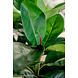 Greenmoods Kunstplant Rubber plant 51 cm Greenmoods Kunstplant Rubber plant 51 cm