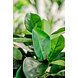 Greenmoods Kunstplant Rubber plant 51 cm Greenmoods Kunstplant Rubber plant 51 cm