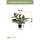 Greenmoods Kunstplant Rubber plant 51 cm Greenmoods Kunstplant Rubber plant 51 cm