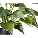 Greenmoods Kunstplant Alocasia 51 cm Greenmoods Kunstplant Alocasia 51 cm