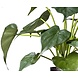 Greenmoods Kunstplant Alocasia 51 cm Greenmoods Kunstplant Alocasia 51 cm