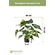 Greenmoods Kunstplant Alocasia 51 cm Greenmoods Kunstplant Alocasia 51 cm