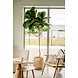 Greenmoods Kunstplant Fiddle Leaf 225 cm Greenmoods Kunstplant Fiddle Leaf 225 cm