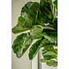 Greenmoods Kunstplant Fiddle Leaf 225 cm Greenmoods Kunstplant Fiddle Leaf 225 cm
