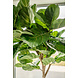 Greenmoods Kunstplant Fiddle Leaf 225 cm Greenmoods Kunstplant Fiddle Leaf 225 cm