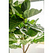 Greenmoods Kunstplant Fiddle Leaf 225 cm Greenmoods Kunstplant Fiddle Leaf 225 cm