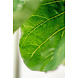 Greenmoods Kunstplant Fiddle Leaf 225 cm Greenmoods Kunstplant Fiddle Leaf 225 cm