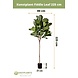 Greenmoods Kunstplant Fiddle Leaf 225 cm Greenmoods Kunstplant Fiddle Leaf 225 cm
