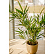 Greenmoods Kunstplant Bamboe Royaal 70 cm Greenmoods Kunstplant Bamboe Royaal 70 cm