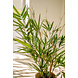 Greenmoods Kunstplant Bamboe Royaal 70 cm Greenmoods Kunstplant Bamboe Royaal 70 cm