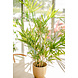 Greenmoods Kunstplant Bamboe Royaal 70 cm Greenmoods Kunstplant Bamboe Royaal 70 cm