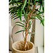 Greenmoods Kunstplant Longifolia Royaal 150 cm Greenmoods Kunstplant Longifolia Royaal 150 cm