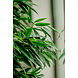 Greenmoods Kunstplant Longifolia Royaal 150 cm Greenmoods Kunstplant Longifolia Royaal 150 cm