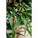 Greenmoods Kunstplant Longifolia Royaal 150 cm Greenmoods Kunstplant Longifolia Royaal 150 cm