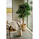 Greenmoods Kunstplant Longifolia Royaal 150 cm Greenmoods Kunstplant Longifolia Royaal 150 cm