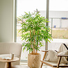 Greenmoods Kunstplant Bamboe Deluxe 150 cm Greenmoods Kunstplant Bamboe Deluxe 150 cm