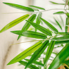Greenmoods Kunstplant Bamboe Deluxe 150 cm Greenmoods Kunstplant Bamboe Deluxe 150 cm