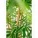 Greenmoods Kunstplant Bamboe Deluxe 150 cm Greenmoods Kunstplant Bamboe Deluxe 150 cm