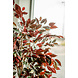 Greenmoods Kunstplant Ficus groen/rood 180 cm brandvertragend Greenmoods Kunstplant Ficus groen/rood 180 cm brandvertragend