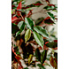 Greenmoods Kunstplant Ficus groen/rood 150 cm Greenmoods Kunstplant Ficus groen/rood 150 cm