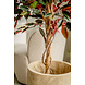 Greenmoods Kunstplant Ficus groen/rood 150 cm Greenmoods Kunstplant Ficus groen/rood 150 cm