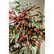 Greenmoods Kunstplant Ficus groen/rood 150 cm Greenmoods Kunstplant Ficus groen/rood 150 cm