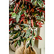 Greenmoods Kunstplant Ficus groen/rood 150 cm Greenmoods Kunstplant Ficus groen/rood 150 cm