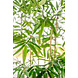 Greenmoods Kunstplant bamboe 210 cm Greenmoods Kunstplant bamboe 210 cm