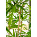 Greenmoods Kunstplant bamboe 210 cm Greenmoods Kunstplant bamboe 210 cm