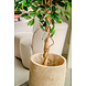 Greenmoods Kunstplant Ficus Groen 180 cm Greenmoods Kunstplant Ficus Groen 180 cm