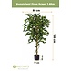Greenmoods Kunstplant Ficus Groen 180 cm Greenmoods Kunstplant Ficus Groen 180 cm