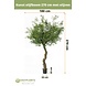 Greenmoods Kunst olijfboom 270 cm met olijven Greenmoods Kunst olijfboom 270 cm met olijven