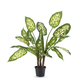 Greenmoods Kunstplant Dieffenbachia 40 cm Greenmoods Kunstplant Dieffenbachia 40 cm