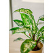 Greenmoods Kunstplant Dieffenbachia 40 cm Greenmoods Kunstplant Dieffenbachia 40 cm