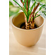 Greenmoods Kunstplant Dieffenbachia 40 cm Greenmoods Kunstplant Dieffenbachia 40 cm