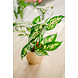 Greenmoods Kunstplant Dieffenbachia 40 cm Greenmoods Kunstplant Dieffenbachia 40 cm