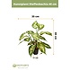 Greenmoods Kunstplant Dieffenbachia 40 cm Greenmoods Kunstplant Dieffenbachia 40 cm