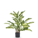 Greenmoods Kunstplant Dieffenbachia 68 cm Greenmoods Kunstplant Dieffenbachia 68 cm
