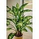 Greenmoods Kunstplant Dieffenbachia 68 cm Greenmoods Kunstplant Dieffenbachia 68 cm