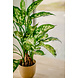 Greenmoods Kunstplant Dieffenbachia 68 cm Greenmoods Kunstplant Dieffenbachia 68 cm
