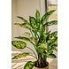 Greenmoods Kunstplant Dieffenbachia 68 cm Greenmoods Kunstplant Dieffenbachia 68 cm