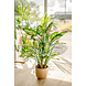 Greenmoods Kunstplant Dieffenbachia 68 cm Greenmoods Kunstplant Dieffenbachia 68 cm