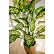 Greenmoods Kunstplant Dieffenbachia 68 cm Greenmoods Kunstplant Dieffenbachia 68 cm